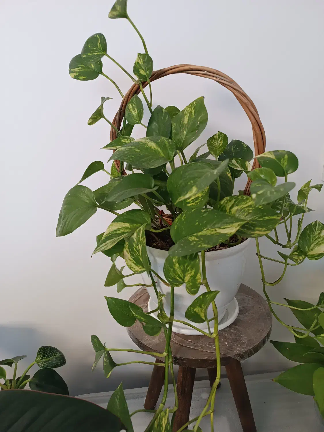 انواع پتوس|گل و گیاه طبیعی|تهران, صادقیه|دیوار