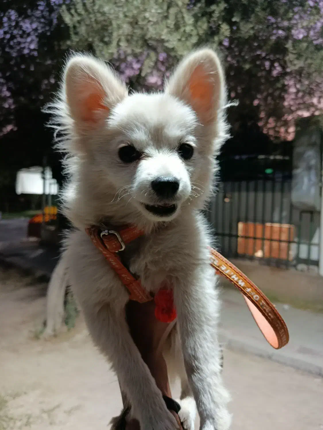 سگ خیلی با تربیت حرف گوش کن بازی گوشی|سگ|ری, اقدسیه|دیوار