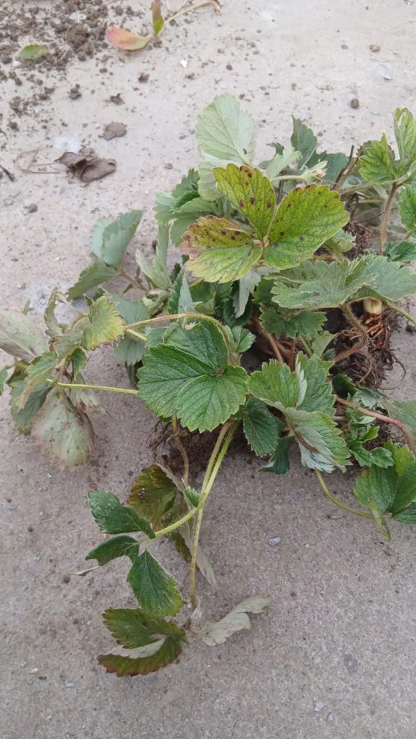 بوته توت فرنگی خارجی فرانسوی|گل و گیاه طبیعی|آکند, |دیوار