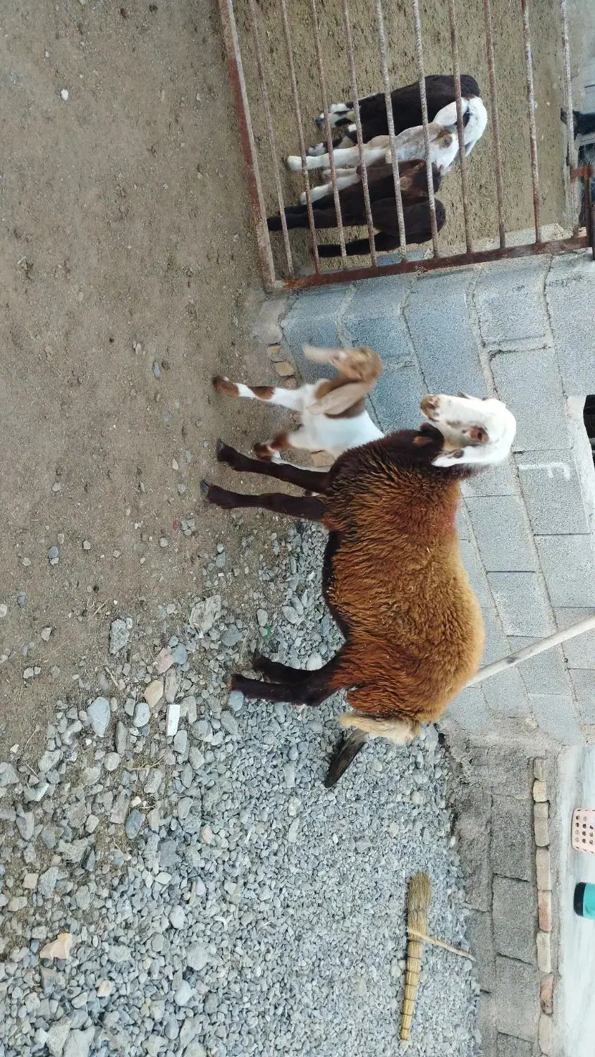 تقلی داشتی|حیوانات مزرعه|انبارآلوم, |دیوار