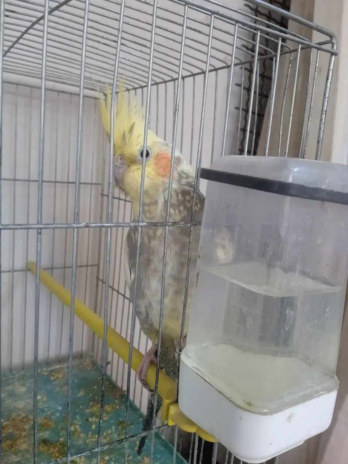 دو عروس هلندی نر و ماده و با یک جوجه یک ماهه|پرنده|مرند, |دیوار