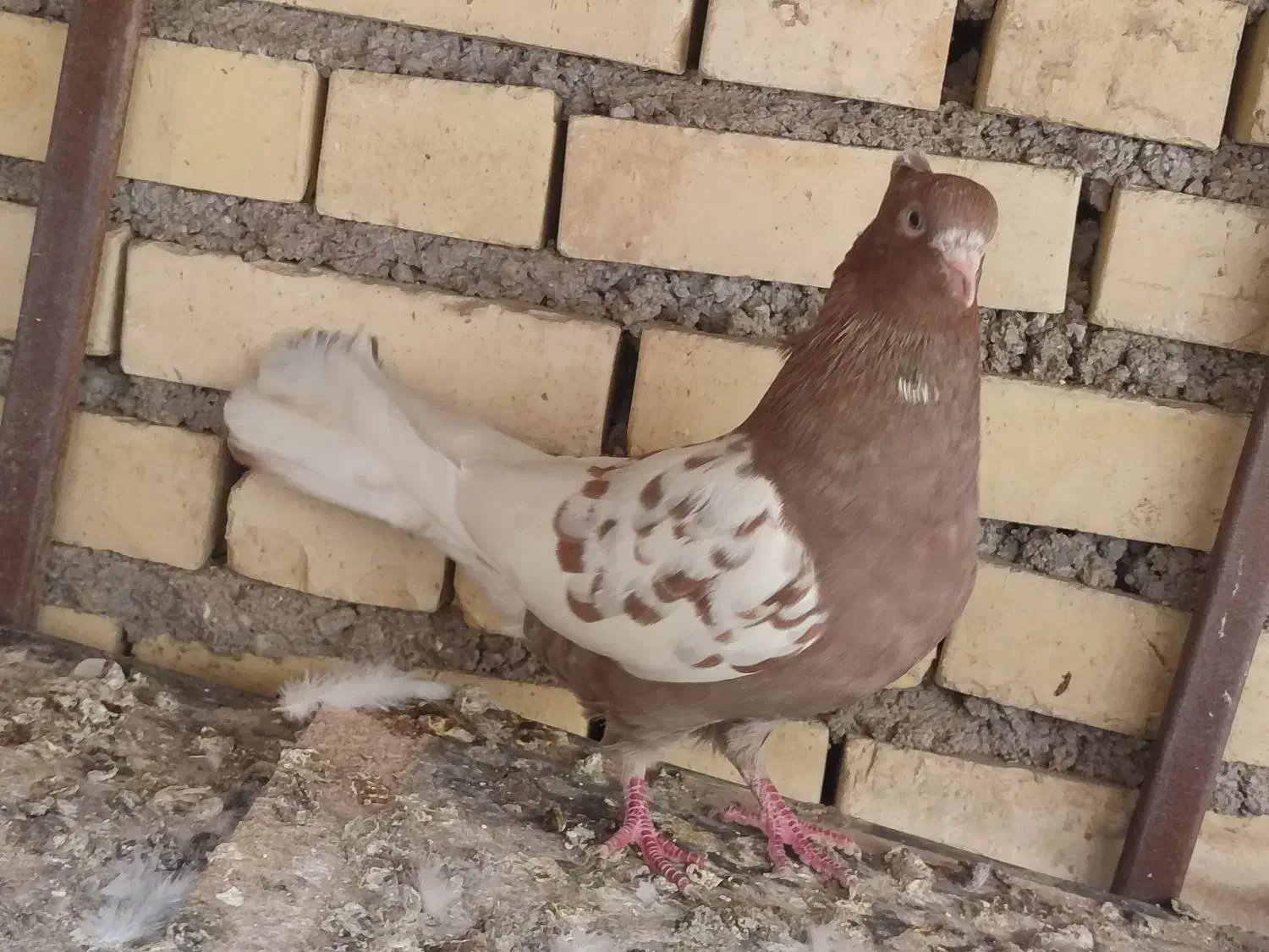 کبوتر رنگی ماده|پرنده|شوشتر, |دیوار