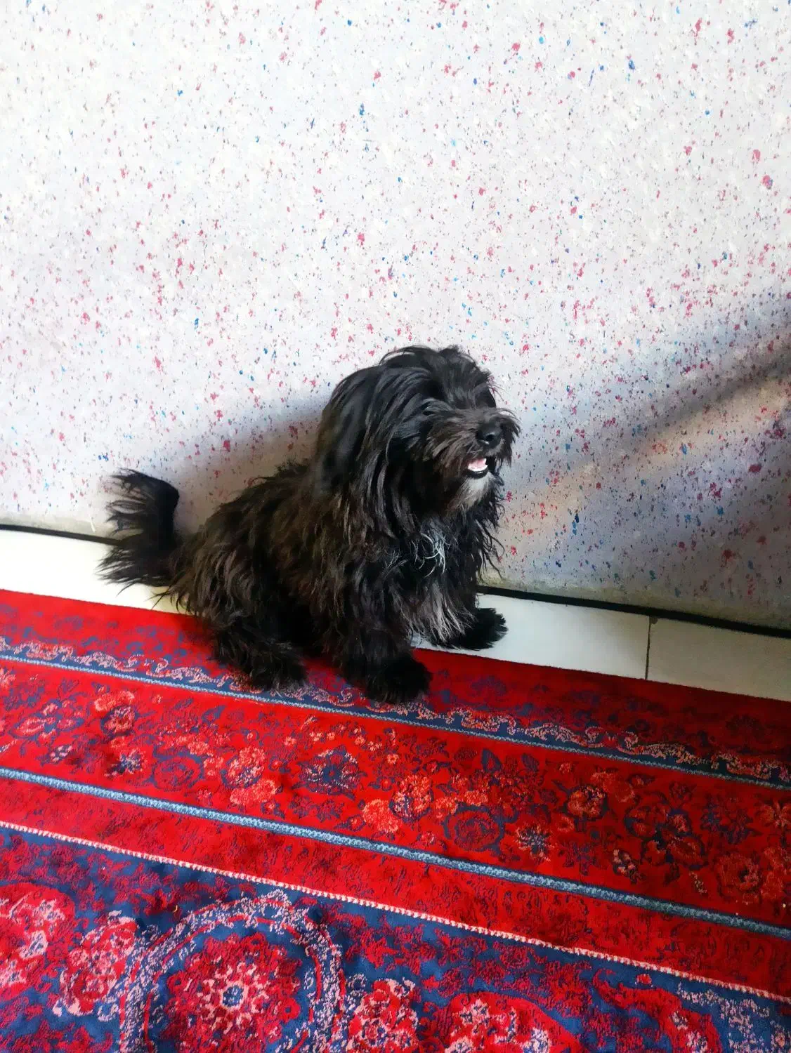 سگ ماده اشپتز تریر7ماهه|سگ|شیراز, فخرآباد (دروازه کازرون)|دیوار