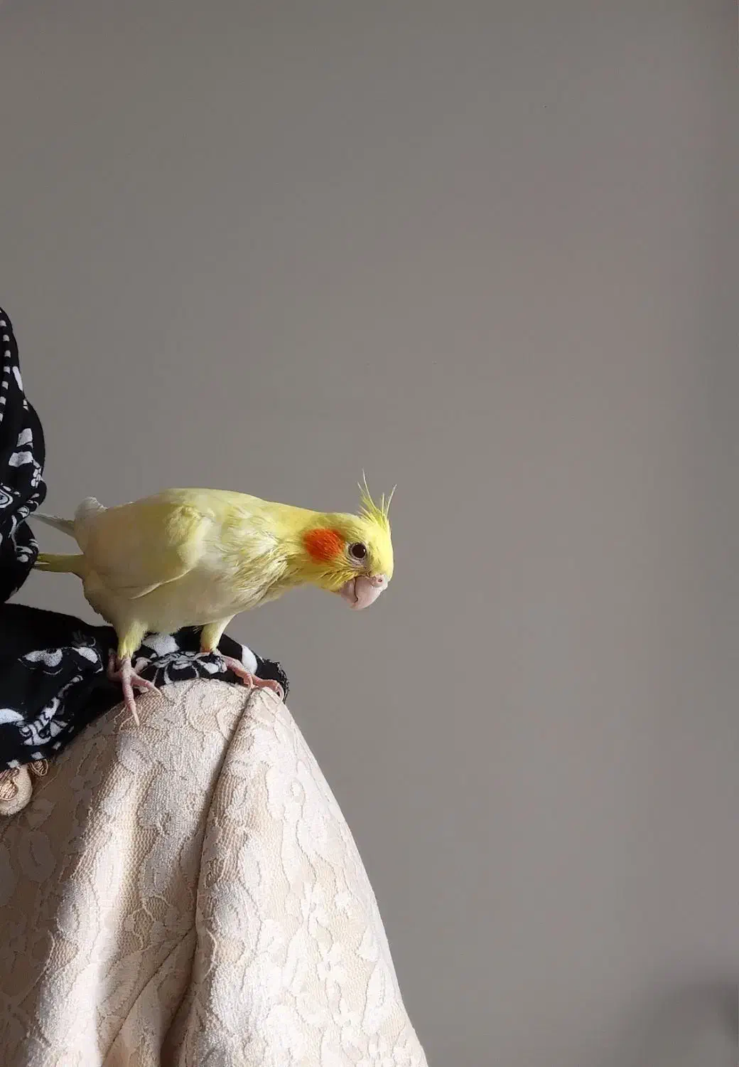 جوجه عروس هلندی لوتینو زعفرونی اصل|پرنده|اندیشه, اندیشه فاز ۱|دیوار