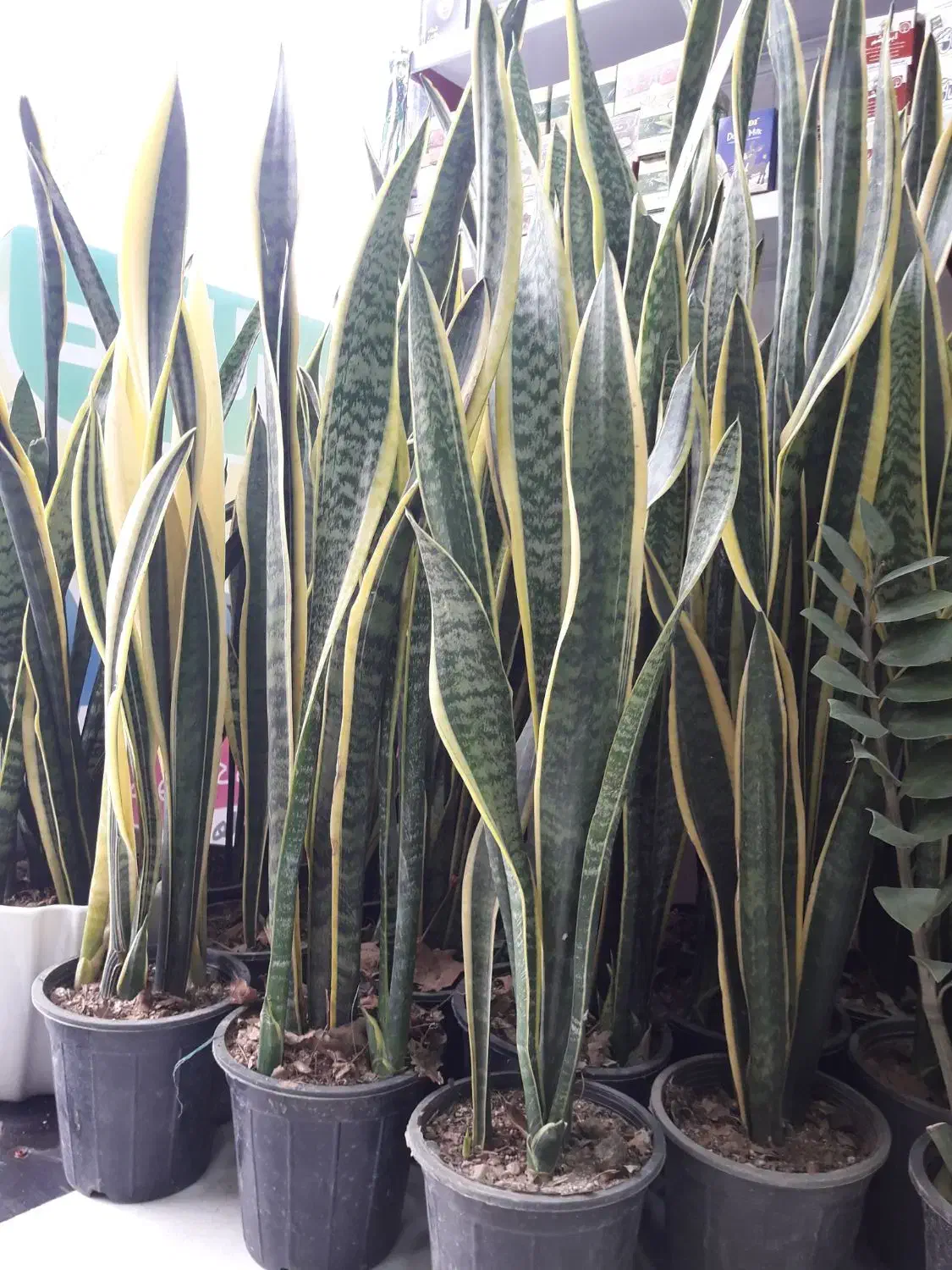 سانسوریا لب طلایی پرقلم و بسیار بزرگ|گل و گیاه طبیعی|قم, علی آباد سعدگان|دیوار