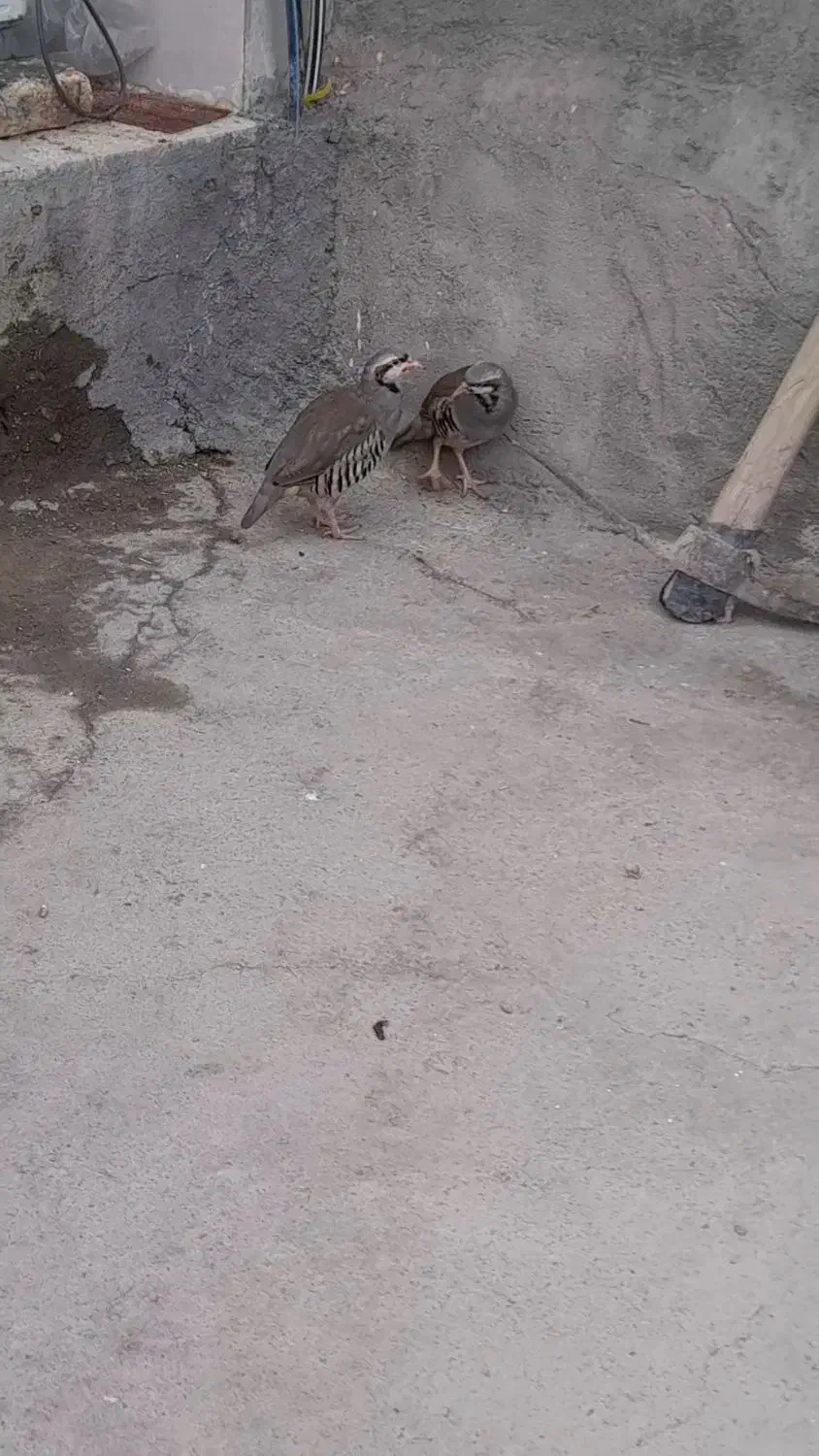 پرنده|پرنده|کنگاور, |دیوار