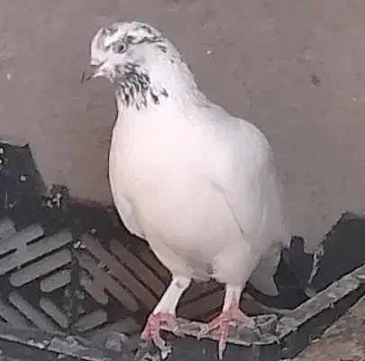 کفتر کلع خال ماده|پرنده|جیرفت, |دیوار