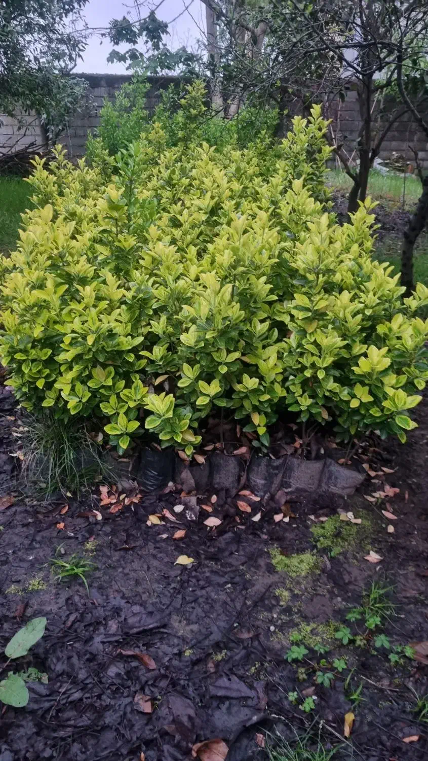 شمشاد طلایی|گل و گیاه طبیعی|سلمانشهر, |دیوار