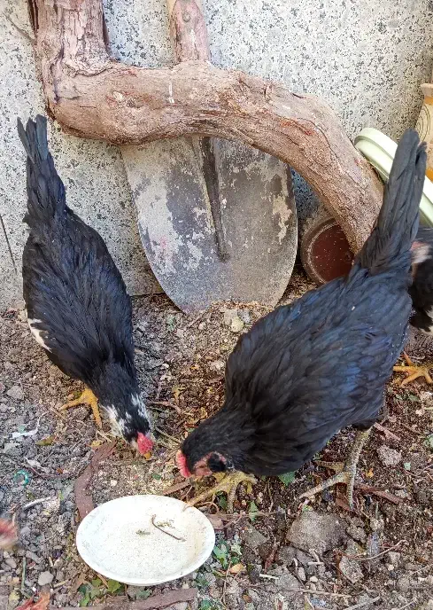 نیمچه خروس لری|حیوانات مزرعه|ابریشم, |دیوار