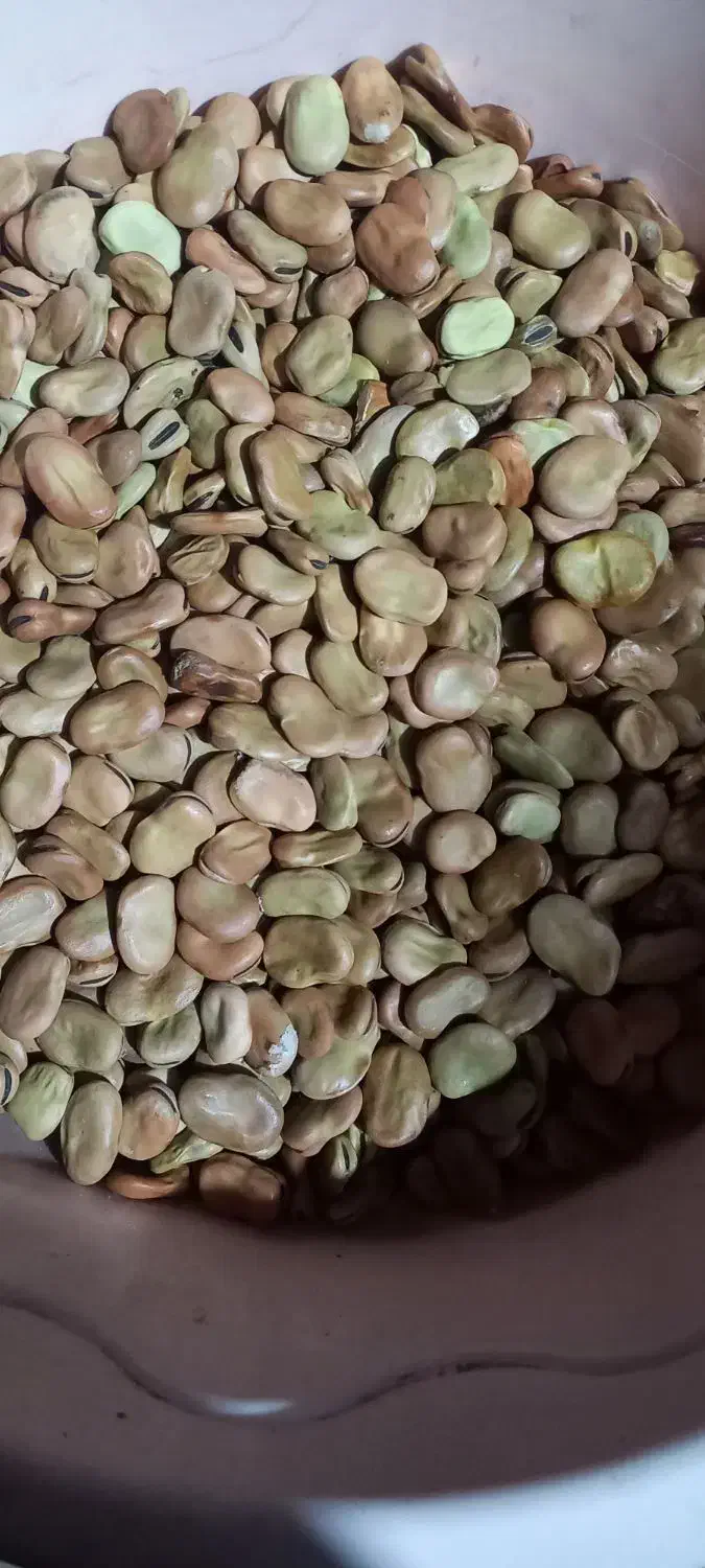 باقلا خوراکی و بذری|خوردنی و آشامیدنی|ری, شهید غیوری (ابن باویه)|دیوار