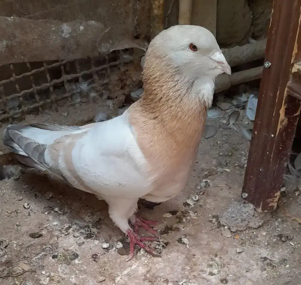 قره سوری لانگ فیس رواعب پرستویی|پرنده|قم, حاج زینل|دیوار