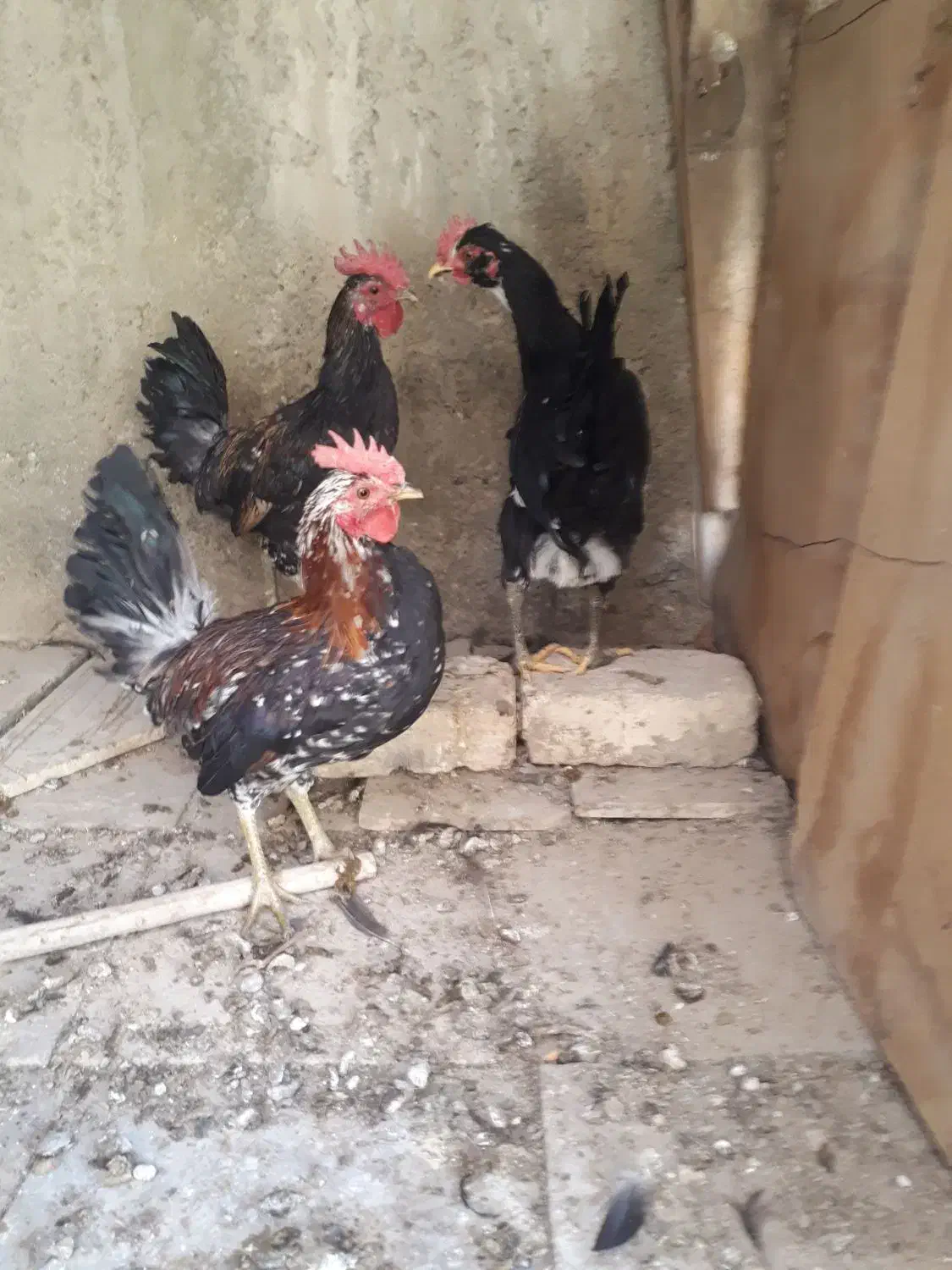 خروس گلین ۱۰ماهه جوان سالم واکسن خورده|حیوانات مزرعه|خمینیشهر, |دیوار