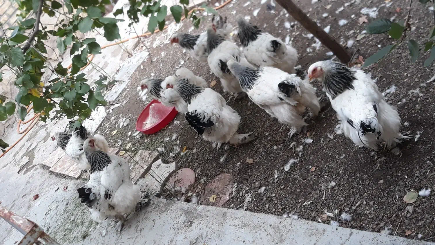 برهما|حیوانات مزرعه|مرند, |دیوار