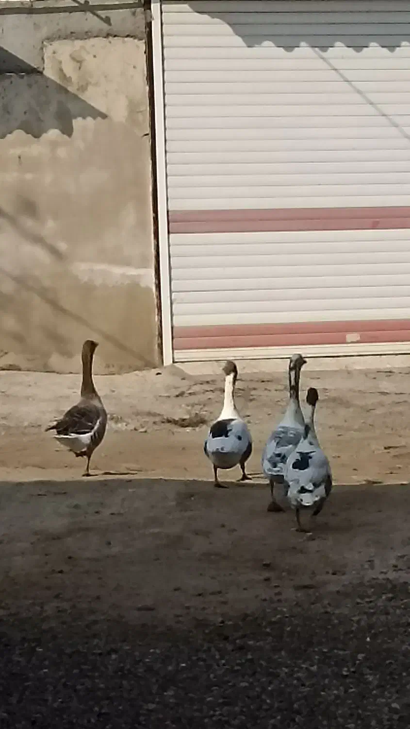 غاز محلی|حیوانات مزرعه|کومله, |دیوار