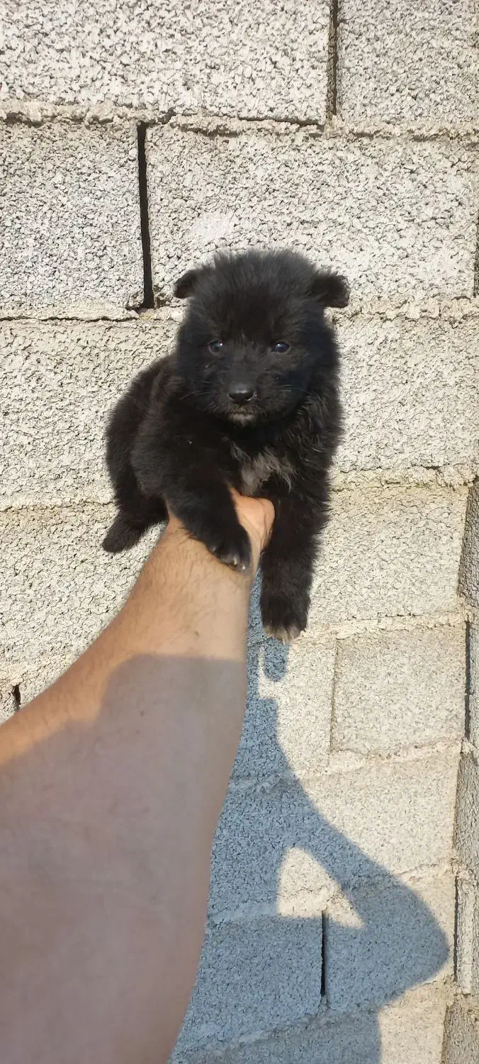 ژرمن بلک نر و ماده و مالنویز|سگ|رشت, شهرک صبا|دیوار