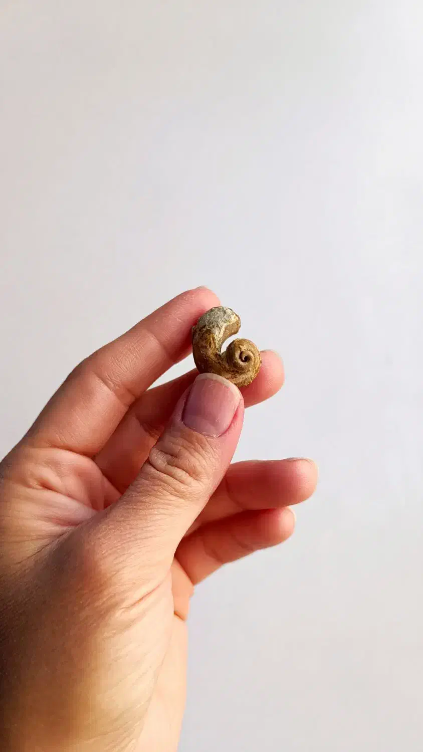 فسیل قدیمی به همراه سنگ میزبان|کلکسیون اشیاء عتیقه|تهران, حشمتیه|دیوار