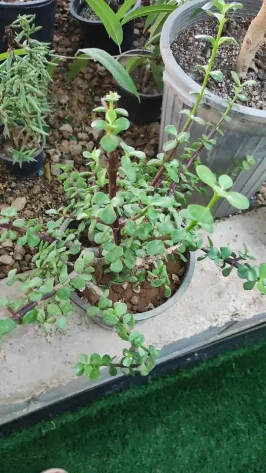 گلخانه نخصصی پاچیرا ،شیدان|گل و گیاه طبیعی|لردگان, |دیوار