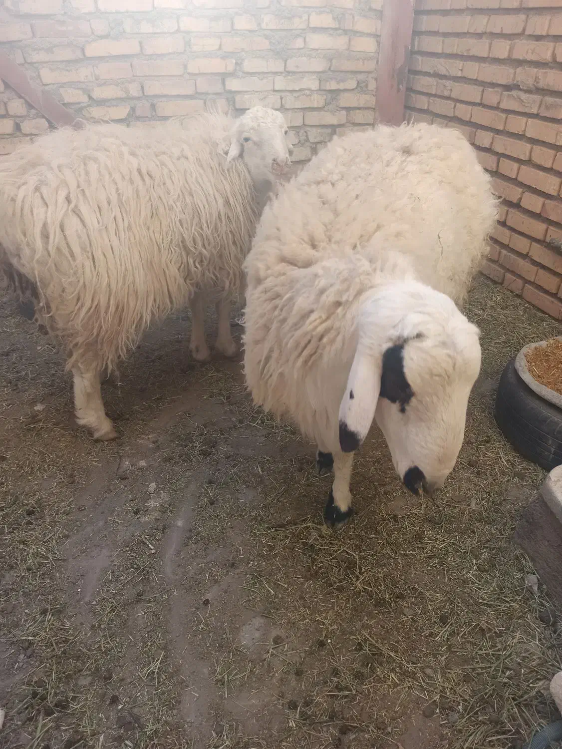 گوشت بره نر سرحال|حیوانات مزرعه|بیرجند, |دیوار