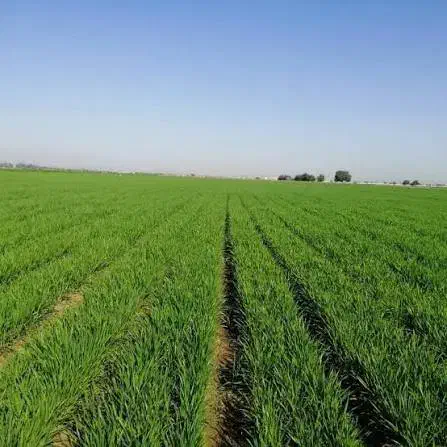 زمین کشاورزی(تلمبه کشاورزی)|فروش دفتر صنعتی، کشاورزی، تجاری|فیروزآباد (فارس), |دیوار