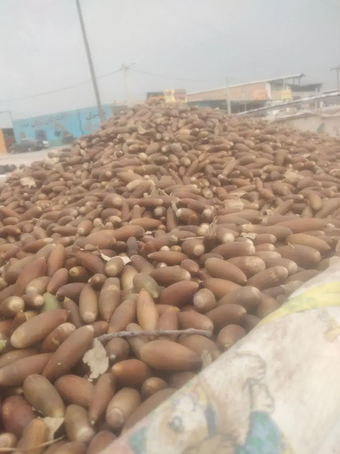 بلوط|لوازم جانبی حیوانات|بهبهان, |دیوار