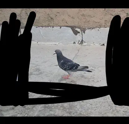 کفتر گمشده پلاکی|حیوانات|پاکدشت, پاکدشت (مامازند)|دیوار