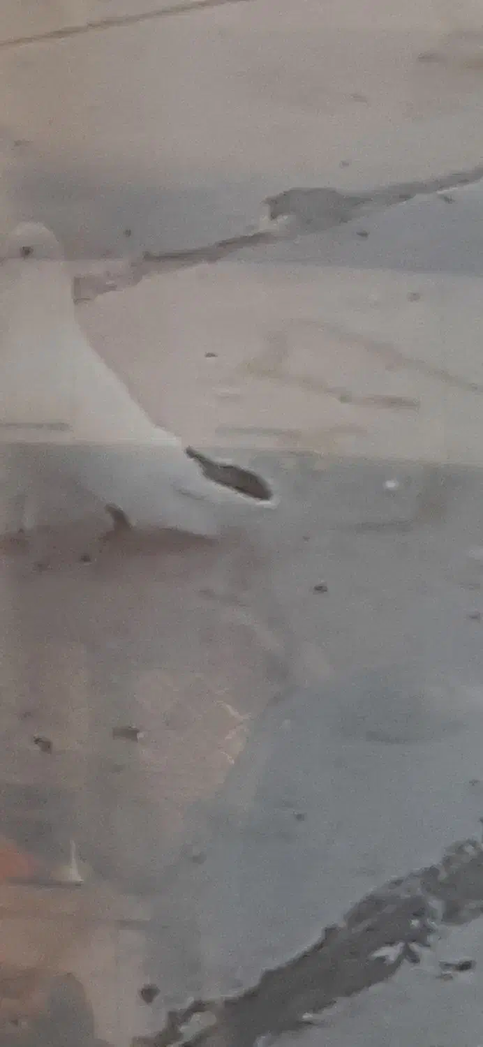 کبوترفراری|پرنده|نمین, |دیوار