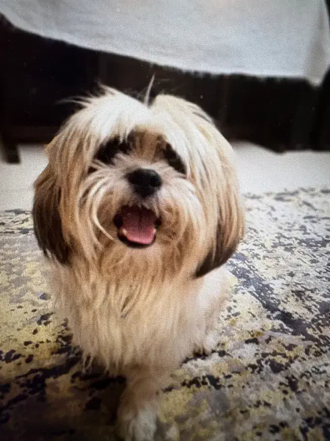 سگ شیتزو نر ۱.۵ ساله|سگ|تهران, استخر|دیوار