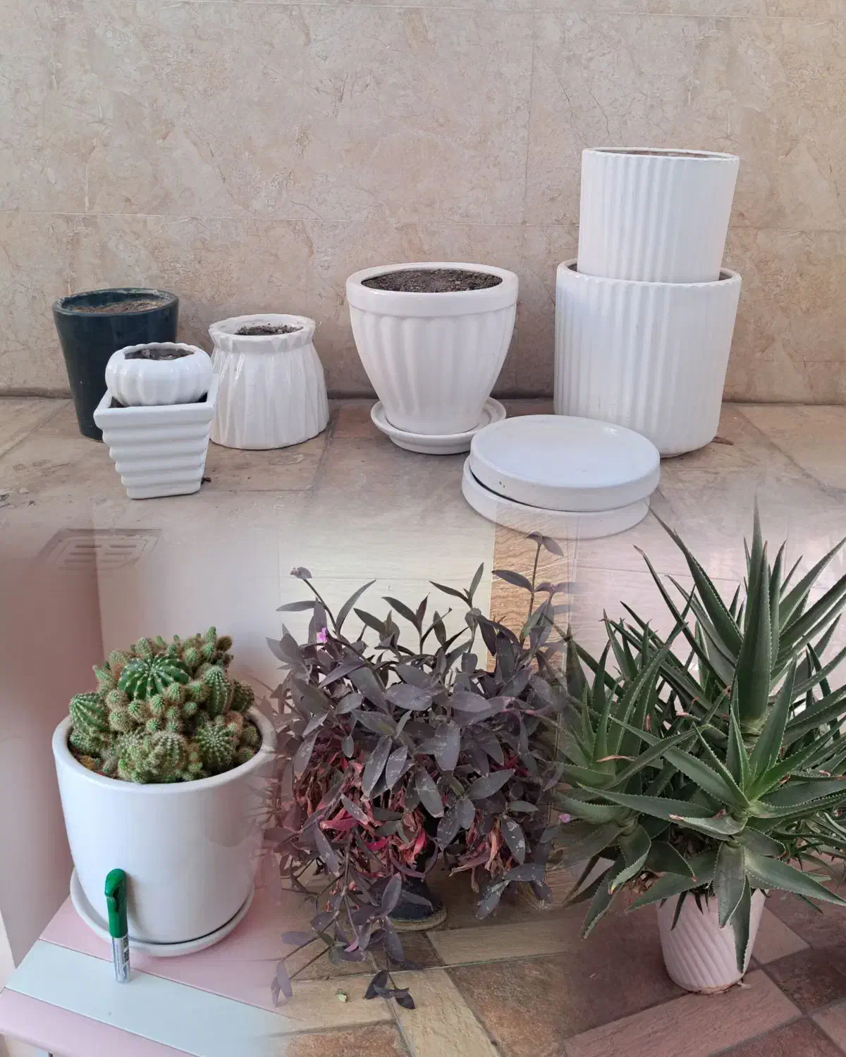 گل طیبعی و گلدان|گل و گیاه طبیعی|تبریز, |دیوار