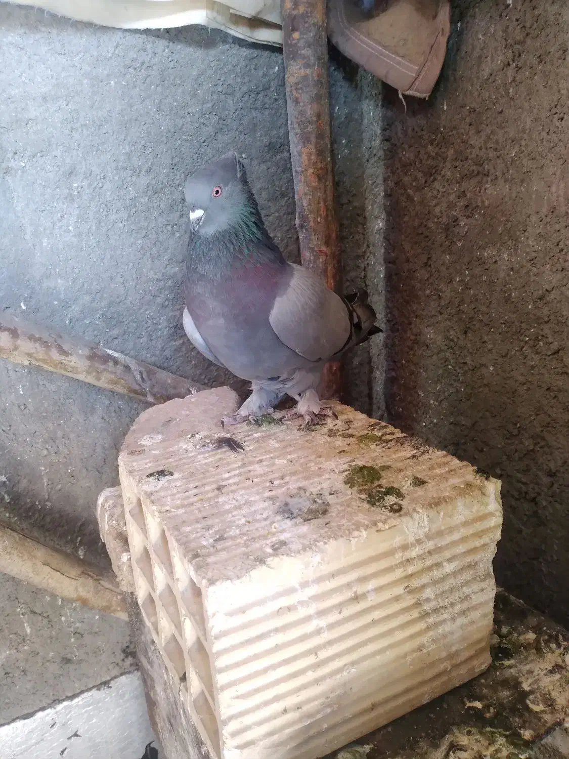 کوهی ماده|پرنده|فارسان, |دیوار