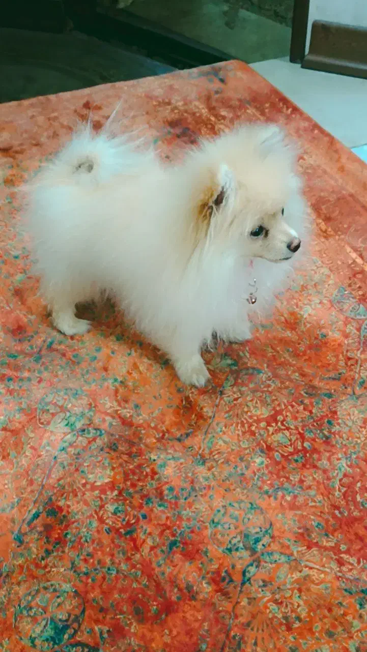 سگ پامر|سگ|کرمان, |دیوار