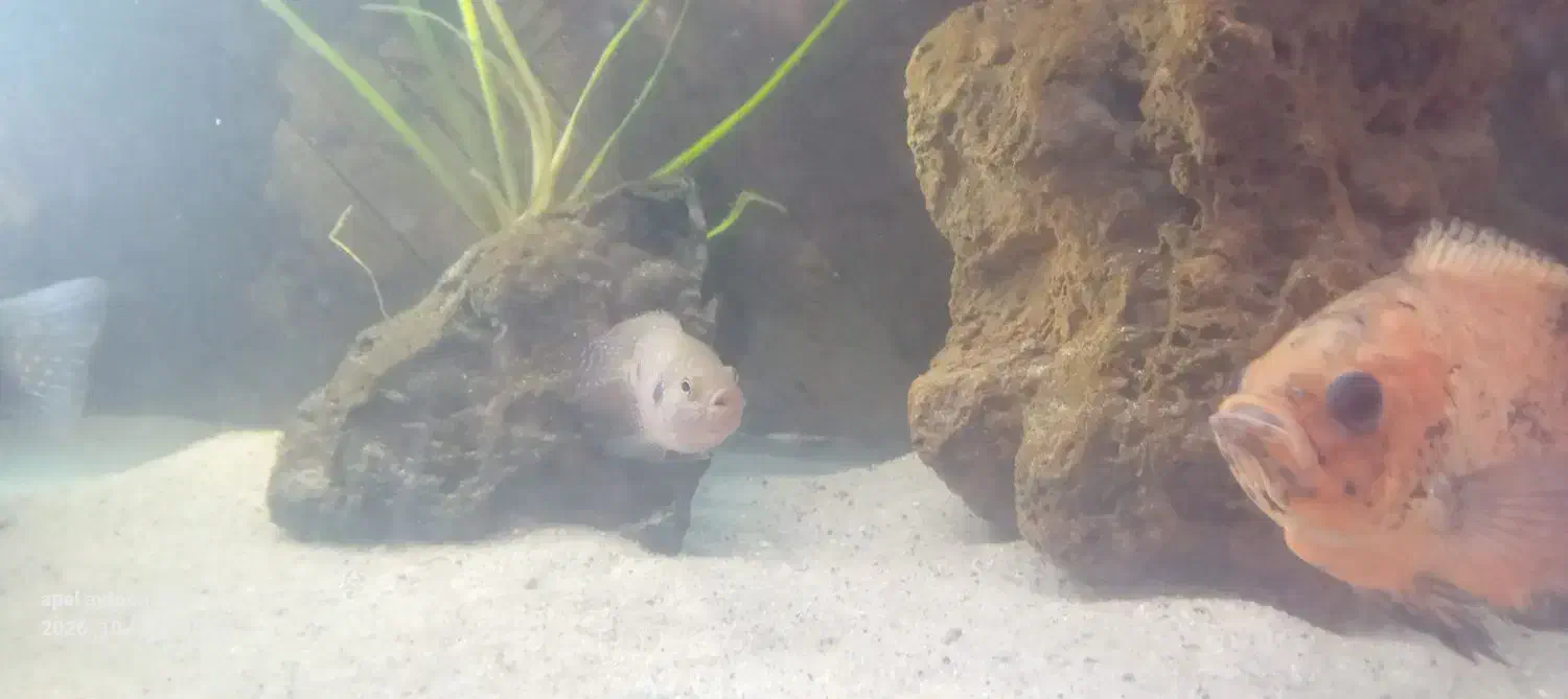 ماهی سیچلاید|ماهی|خوی, |دیوار