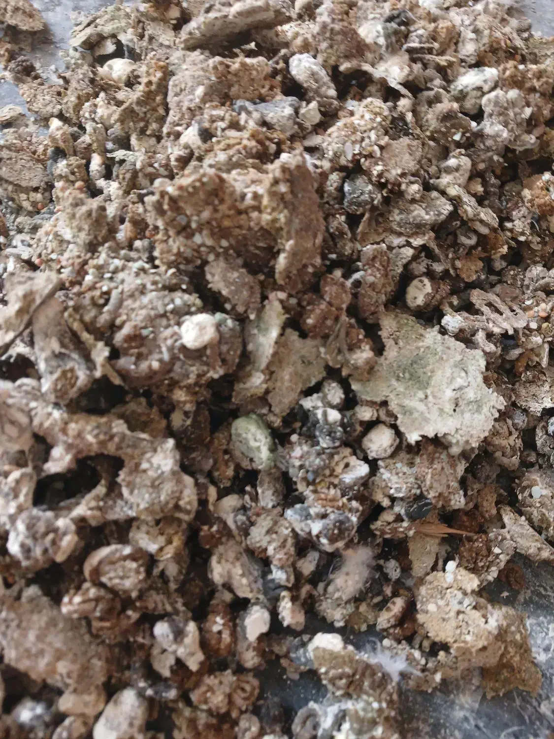 کود کبوتر|حیوانات مزرعه|کوهسار (البرز), |دیوار