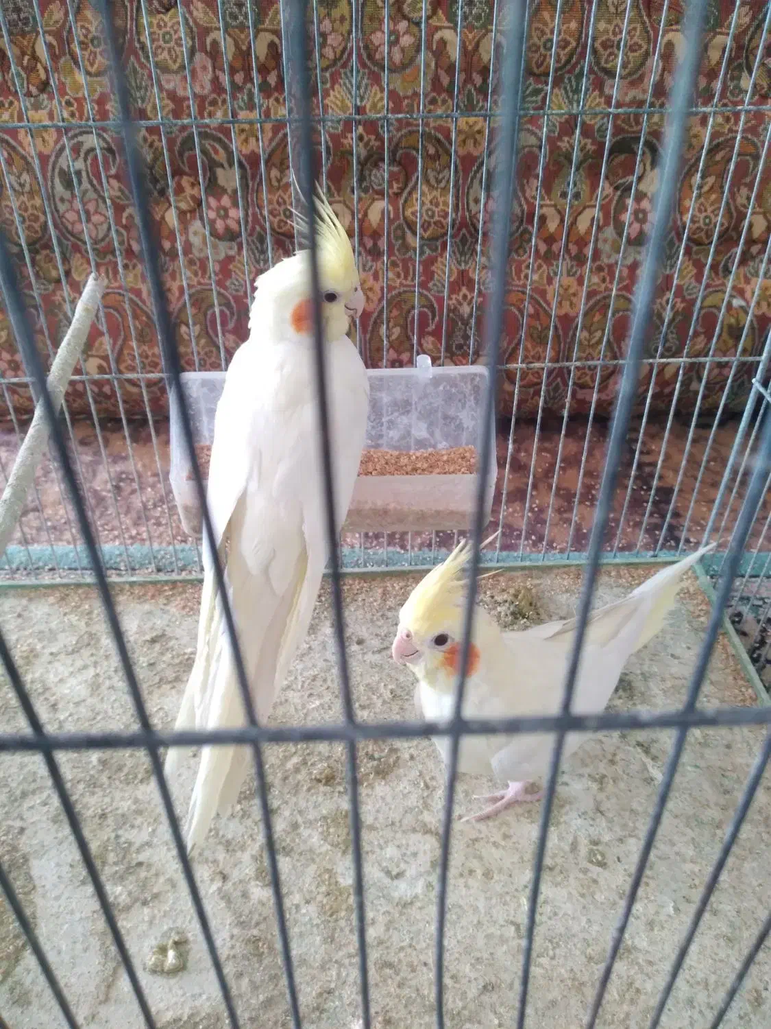 جفت عروس هلندی|پرنده|اردکان, |دیوار