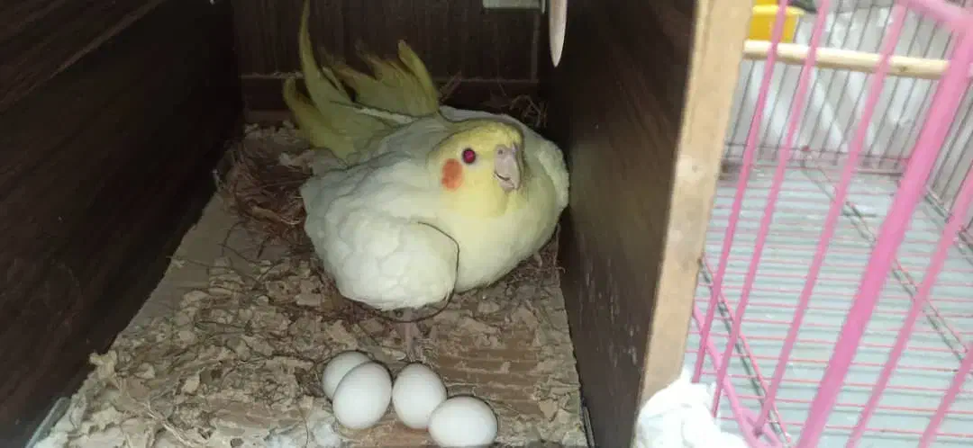 پرنده طوطی|پرنده|اهواز, بهارستان|دیوار