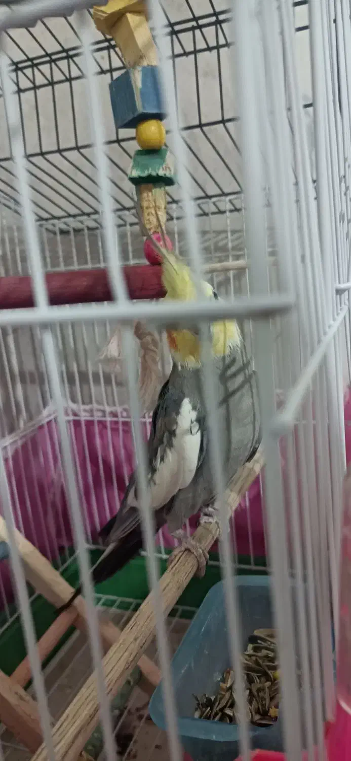 عروس هلندی نر|پرنده|پاکدشت, خاتون آباد|دیوار