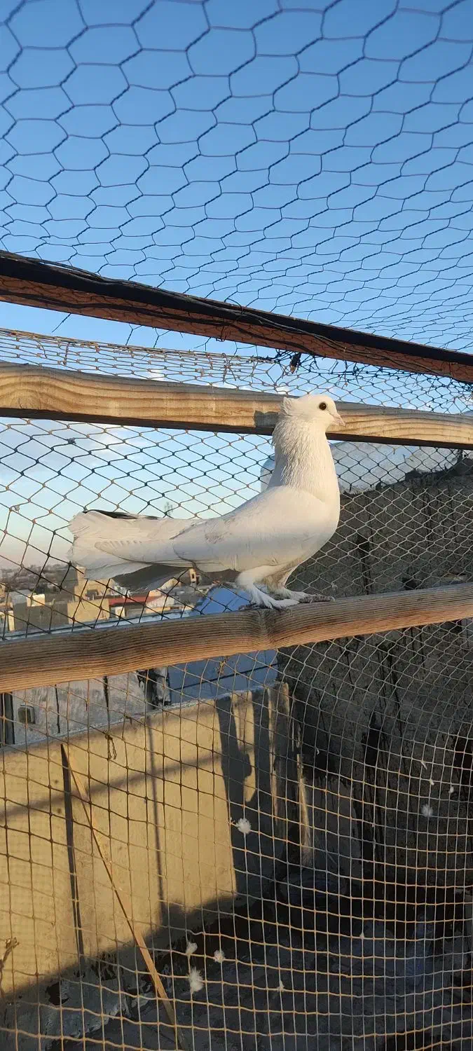 غریب گیری|پرنده|محمدشهر, محمدشهر|دیوار