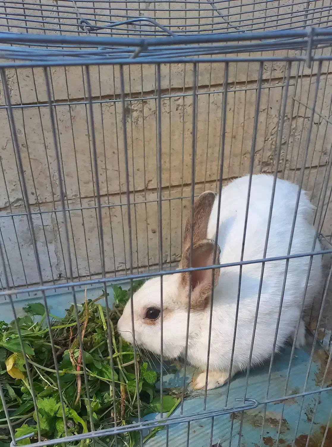 خرگوش|موش و خرگوش|کرج, چهارصد دستگاه|دیوار