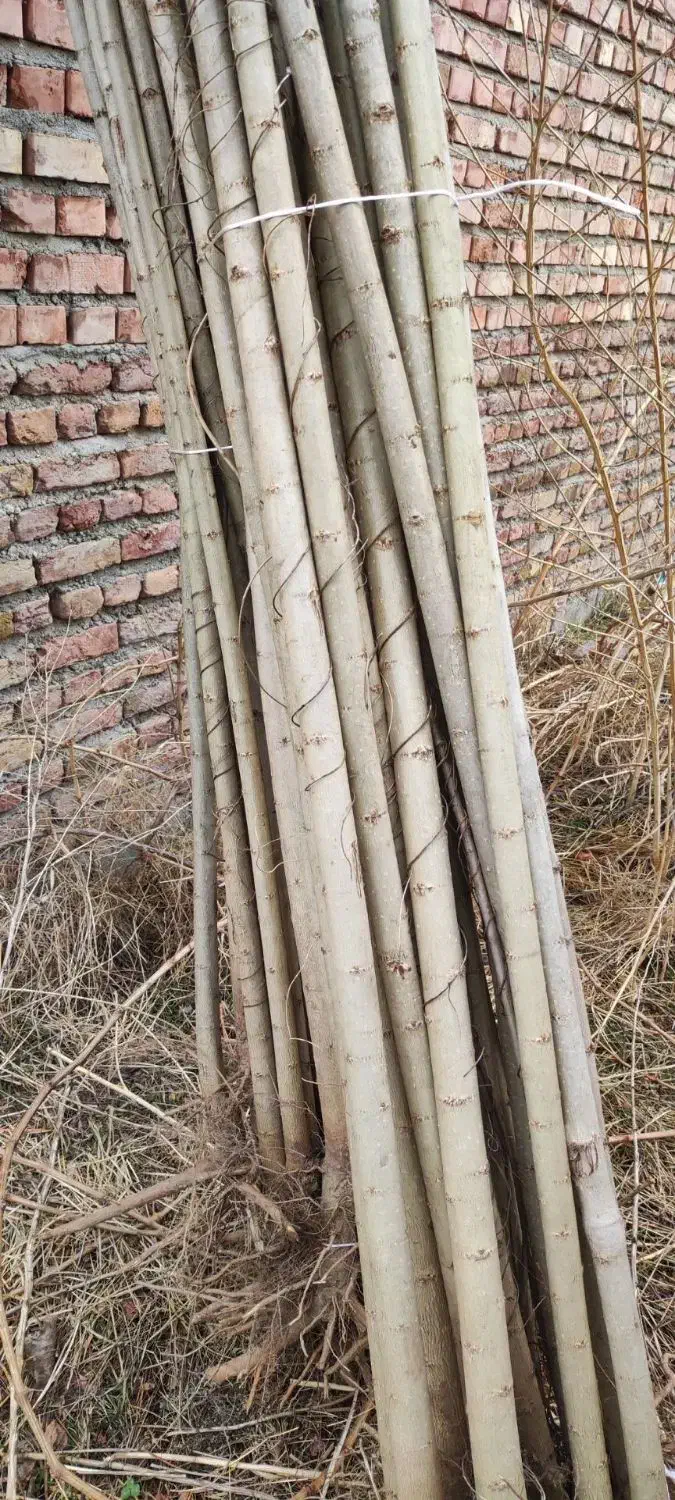 صنوبر نیگرا ترکیه یک ساله مناسب مازندران|حراج|قائمشهر, |دیوار