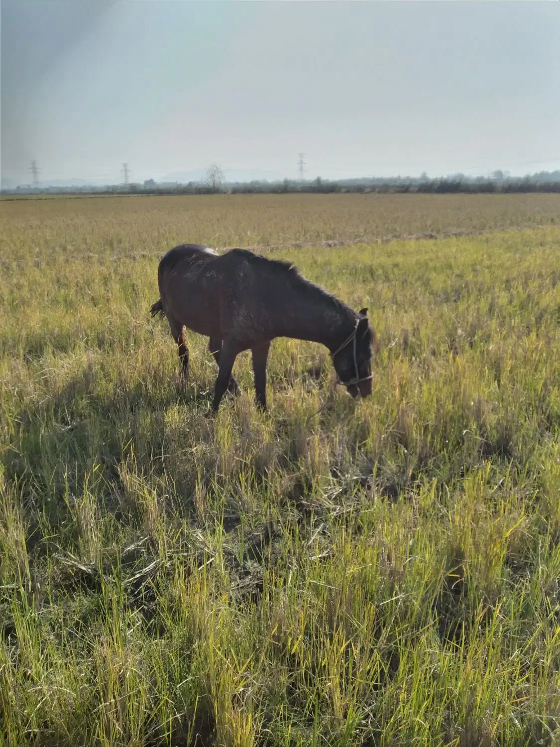 اسب|اسب و تجهیزات اسب‌سواری|آستانه اشرفیه, |دیوار