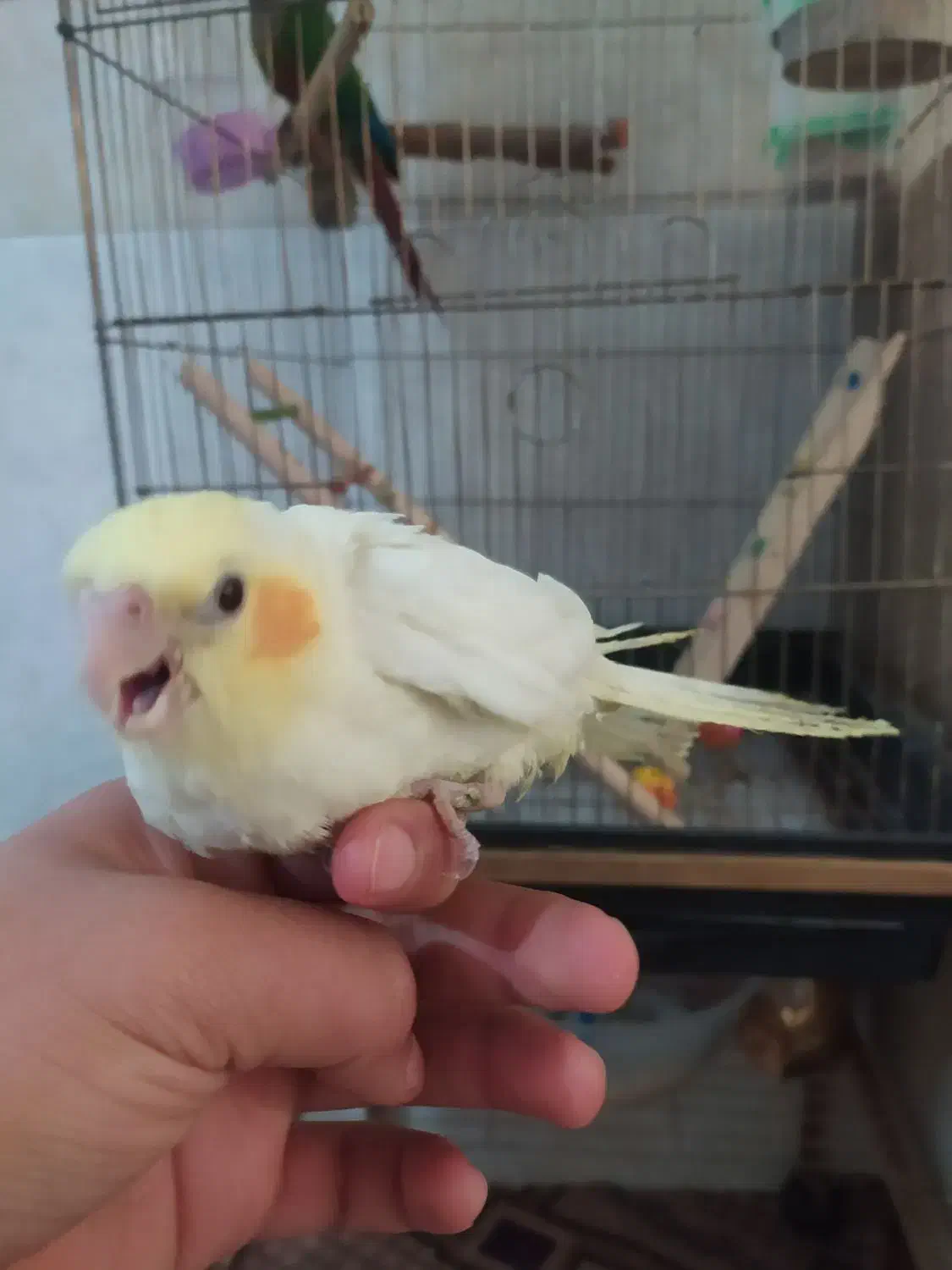 جوجه عروس|پرنده|قم, ولیعصر|دیوار