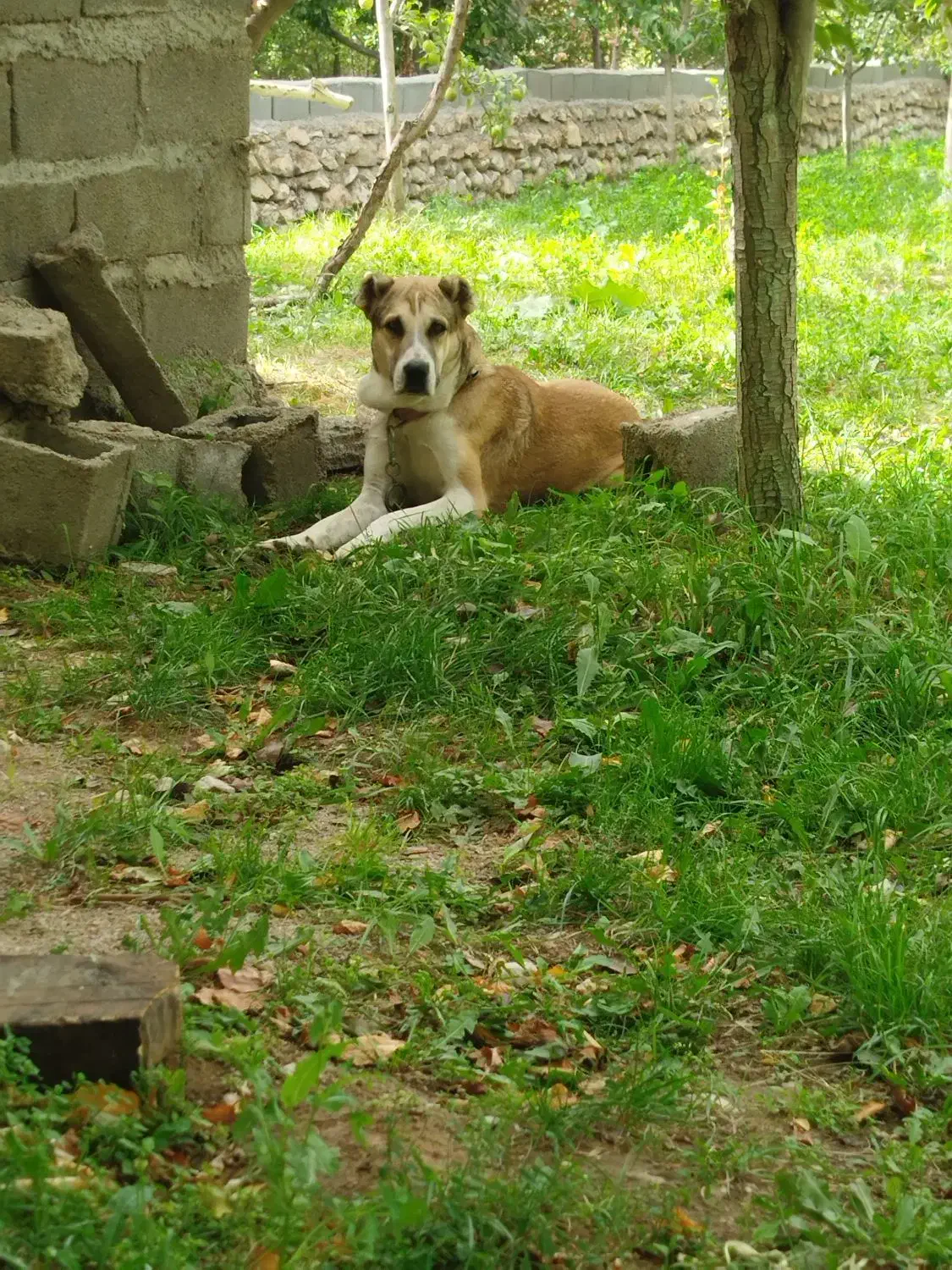 سگ خراسانی|سگ|اسفراین, |دیوار