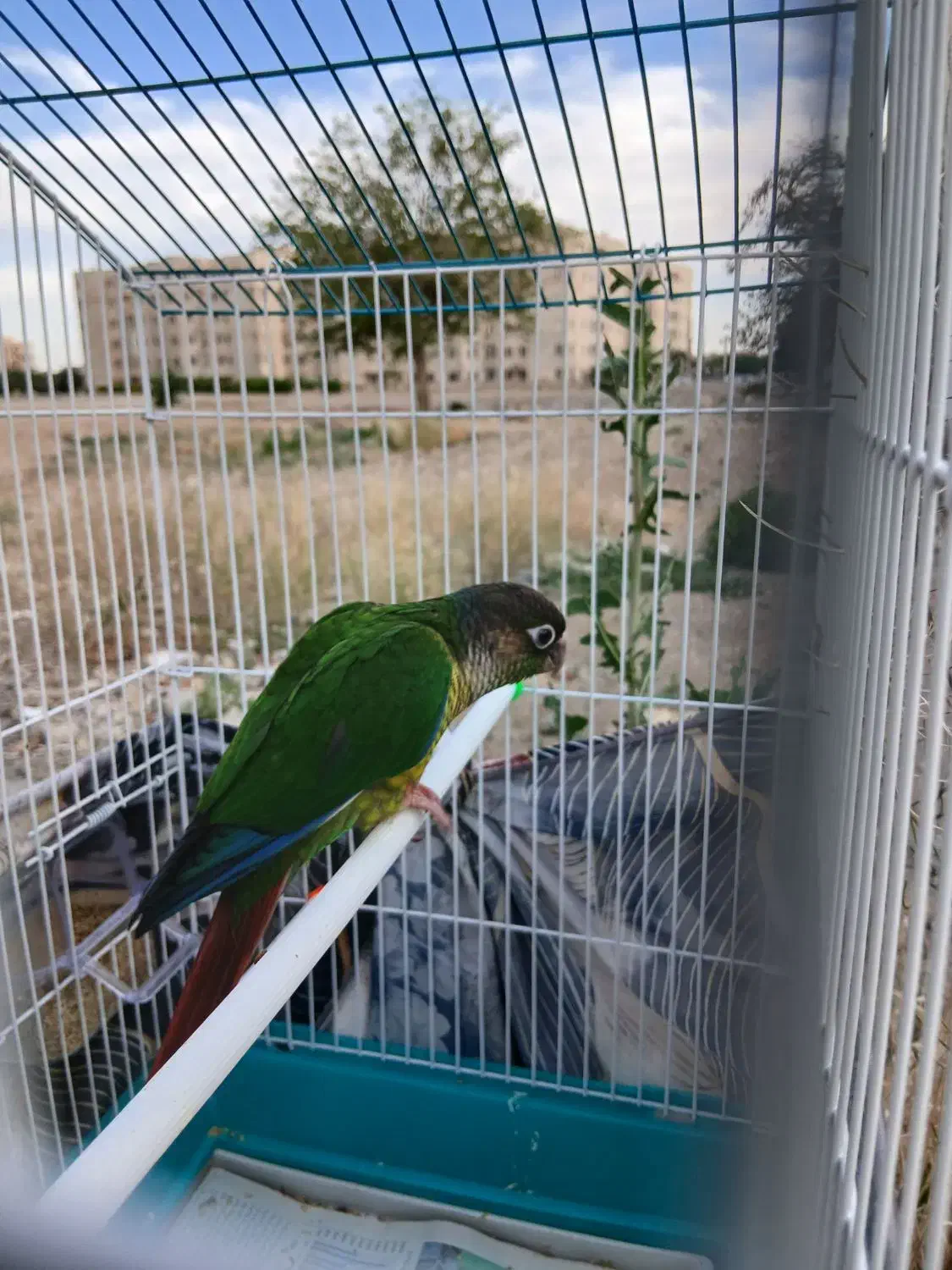 گرینچیک|پرنده|شهر ری, علایین|دیوار