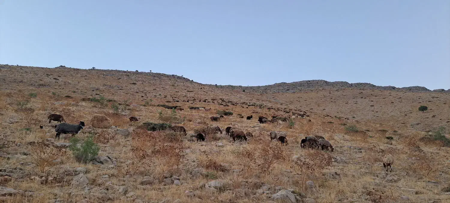 نیازمند یک نفر چوپان|استخدام سرایداری و نظافت|یاسوج, |دیوار