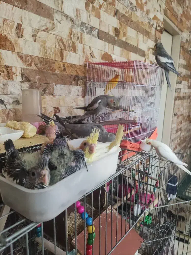 فروش عروس هلندی|پرنده|ری, جوانمرد قصاب|دیوار