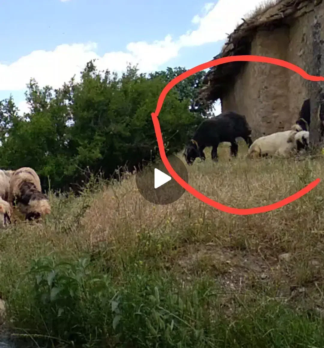 میش و بز|حیوانات|ایذه, |دیوار