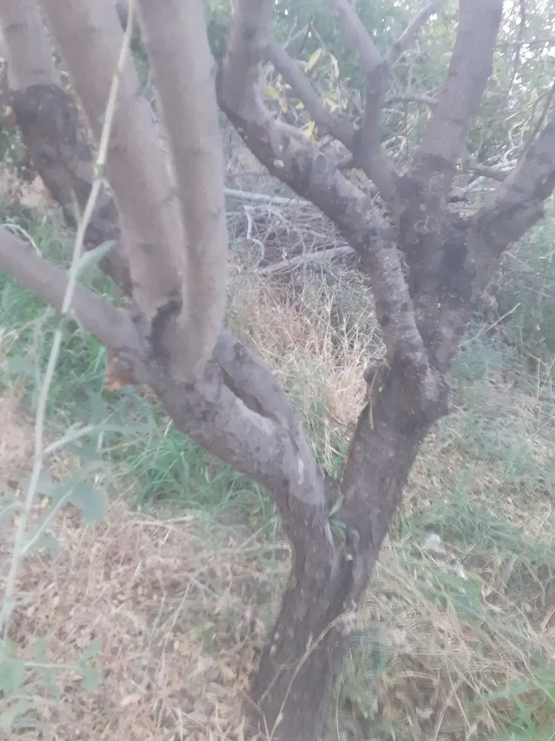 قطعه زمین در مرکز چورس|فروش زمین و ملک کلنگی|قره ضیاالدین, |دیوار