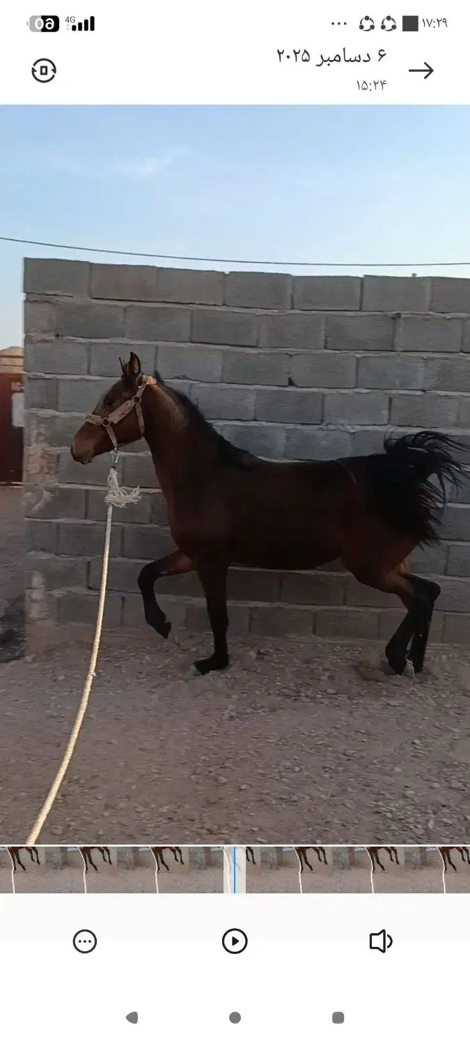 اسب|اسب و تجهیزات اسب‌سواری|چترود, |دیوار