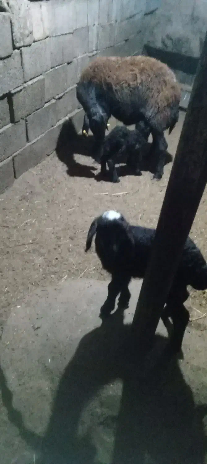 گوسفد|حیوانات مزرعه|پلدشت, |دیوار