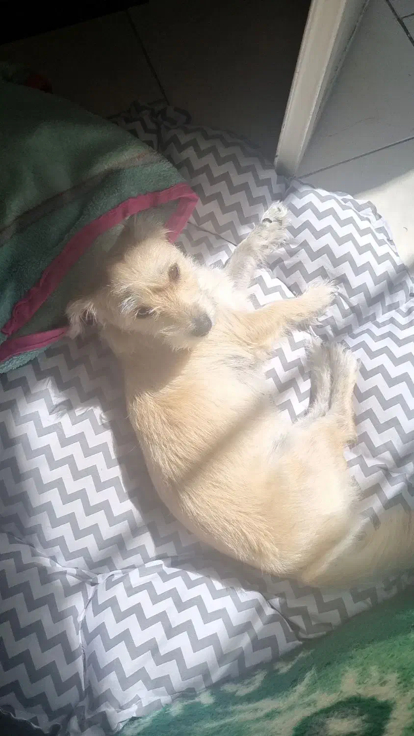 سگ شیتزو تریر|سگ|تهران, وحیدیه|دیوار