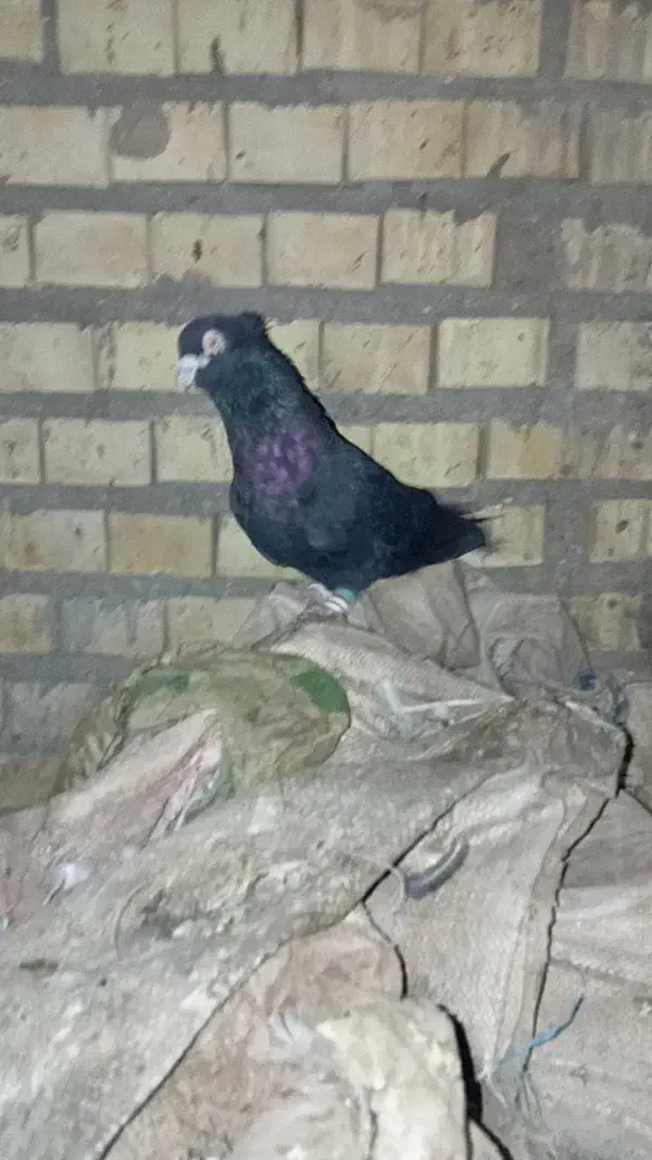 کبوتر زاغ زنگی سوسنگرد|پرنده|سوسنگرد, |دیوار